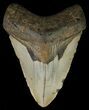 Bargain, Megalodon Tooth - North Carolina #67282-1